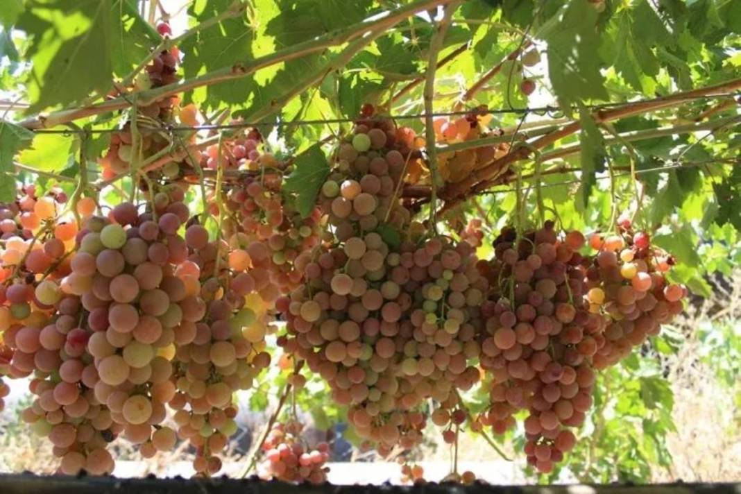 Kış mevsiminin enerji bombası! O meyvede hasat başladı: Şimdi meyve sonra pekmez 4